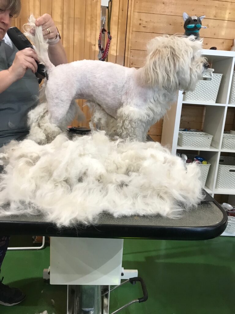 AKC Canine College - Groomer Courses