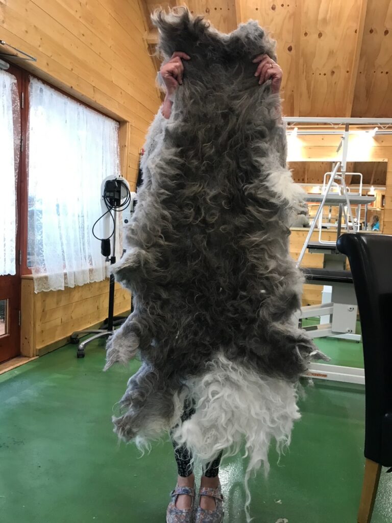 Professional Dog Groomers Can Be Educators